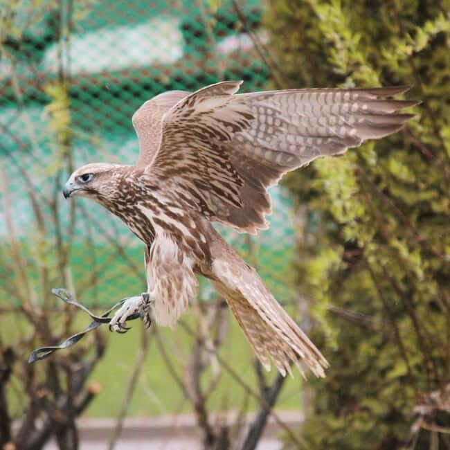 Almaty: Falconry show and Big Almaty Gorge - Who This Tour Fits Best (and Who Should Skip It)