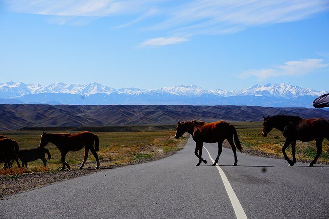 Private tour from Almaty Charyn canyon on Comfortable SUV - Price and value: what $230 covers (and what it doesn’t)