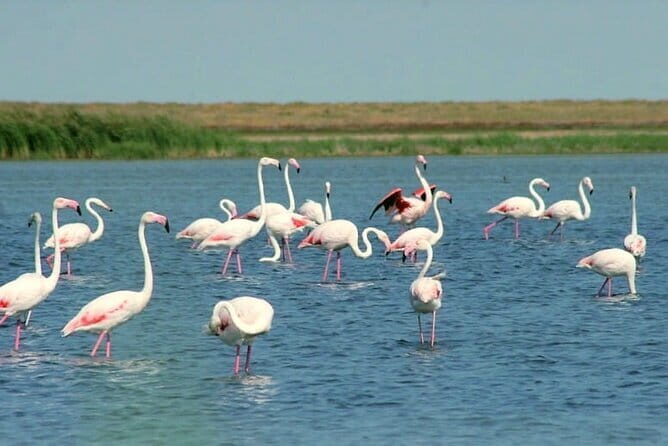 Tour to Korgalzhyn: Flamingo and Wild Fauna Nature Reserve - Korgalzhyn Tour at a Glance: What Matters Most
